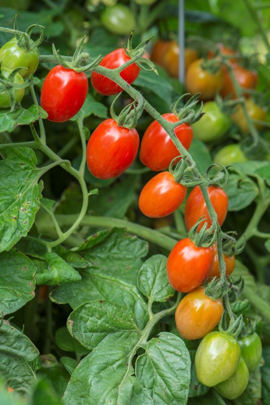 'Celano'  tomato plant